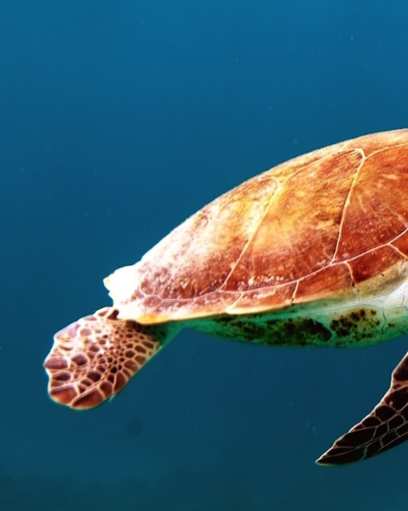 Snorkel Adventure