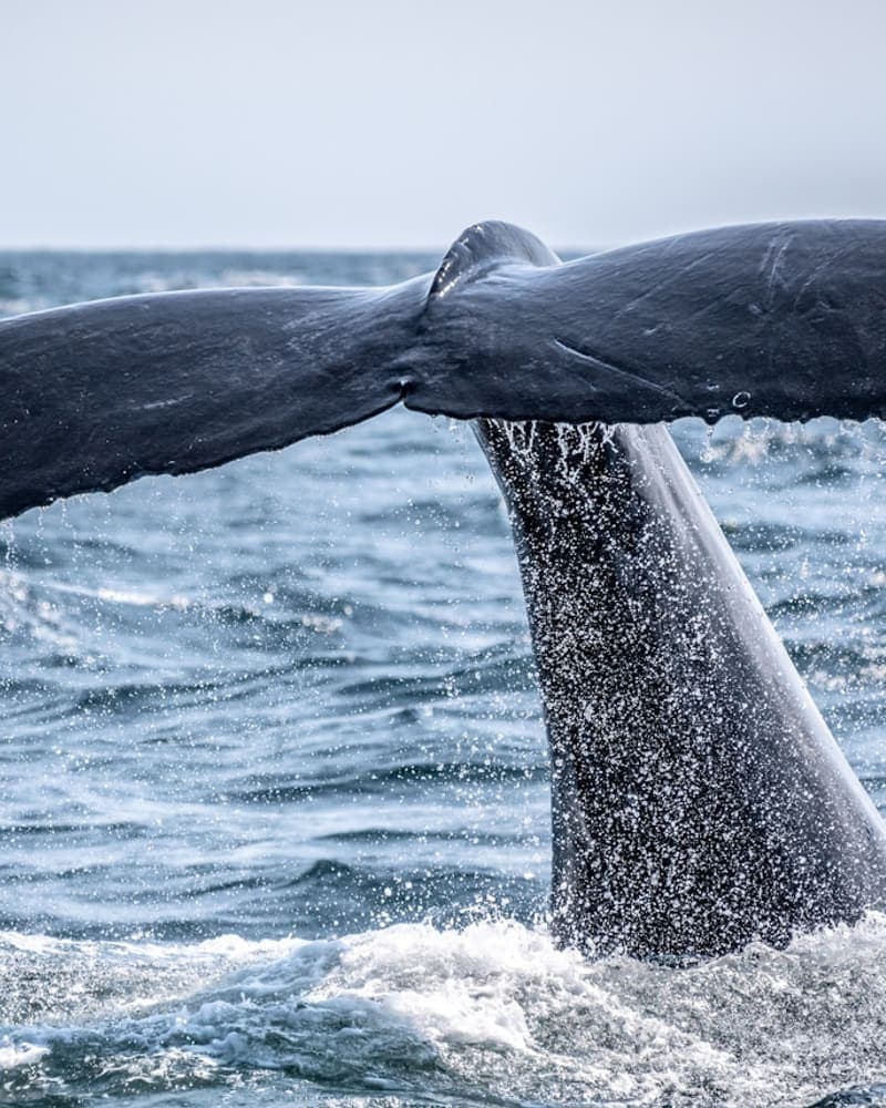 Whale Watching Tour